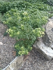 Smyrnium olusatrum