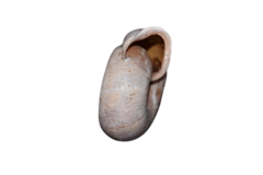 Helicodonta obvoluta