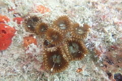 Palythoa grandiflora