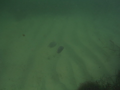 Caranx