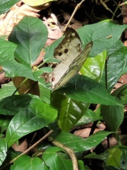 Protogoniomorpha parhassus