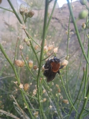 Willinkapis chalybaea