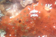 Umimayanthus parasiticus