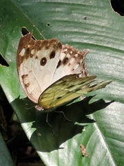 Protogoniomorpha parhassus
