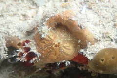 Clathria curacaoensis