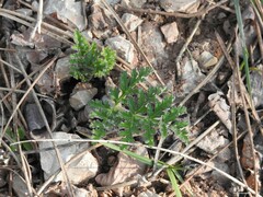 Quercus rotundifolia