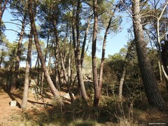 Pinus pinaster
