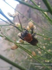 Willinkapis chalybaea