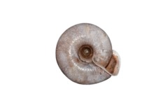 Helicodonta obvoluta