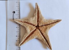 Tethyaster canaliculatus