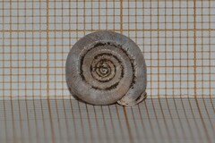 Helicodonta obvoluta