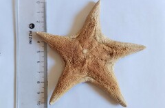 Tethyaster canaliculatus