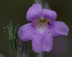 Eremophila microtheca