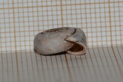 Helicodonta obvoluta