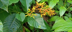 Palicourea guianensis