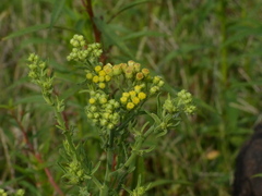 Eschenbachia stricta