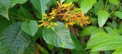 Palicourea guianensis