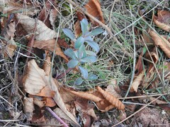 Euphorbia nicaeensis