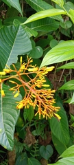 Palicourea guianensis