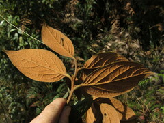 Ocotea pedicellata