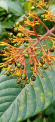Palicourea guianensis