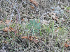 Euphorbia nicaeensis