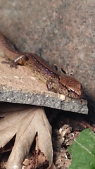 Oligosoma aeneum