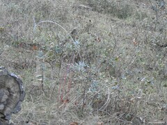 Euphorbia nicaeensis