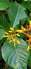 Palicourea guianensis