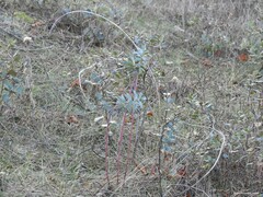 Euphorbia nicaeensis