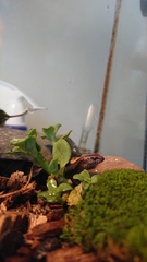 Oligosoma aeneum