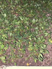 Arachis repens