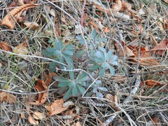 Euphorbia nicaeensis