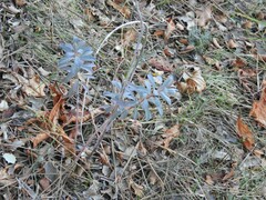 Euphorbia nicaeensis