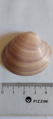 Eucallista purpurata