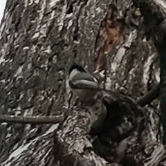 Poecile atricapillus