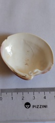 Eucallista purpurata