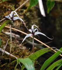 Maxillaria caucana