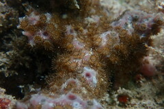 Umimayanthus parasiticus