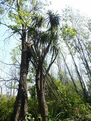 Yucca gigantea