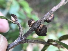 Disholandricus chrysolepidis