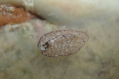 Phrikoceros mopsus