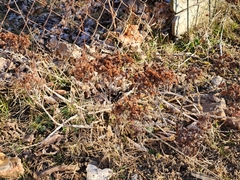 Hylotelephium spectabile