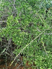 Ehretia rigida