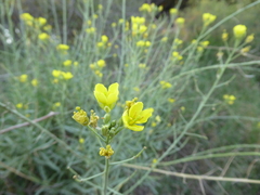 Diplotaxis tenuifolia