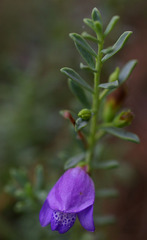 Eremophila weldii