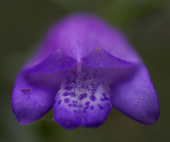Eremophila weldii