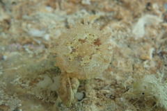 Telmatactis cricoides