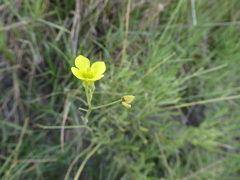 Diplotaxis tenuifolia