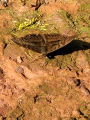 Adoliadini
